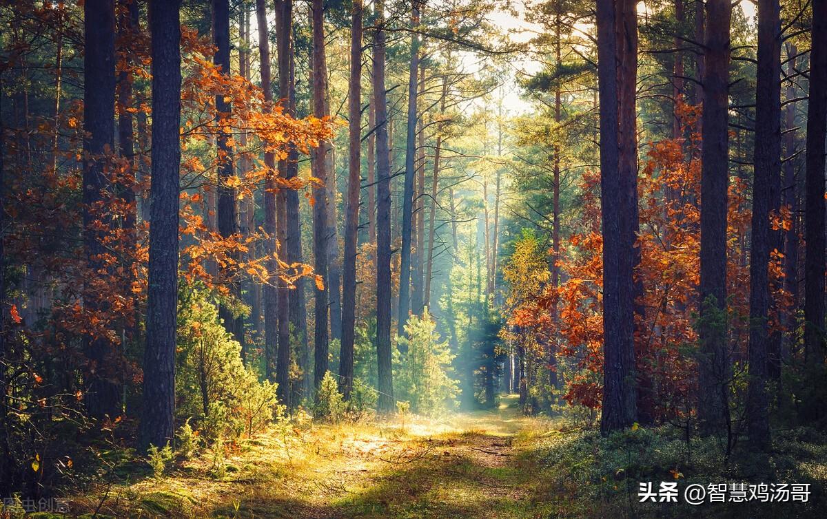 彩色能量心理學(xué)：學(xué)會傾聽并吸收提升正能量